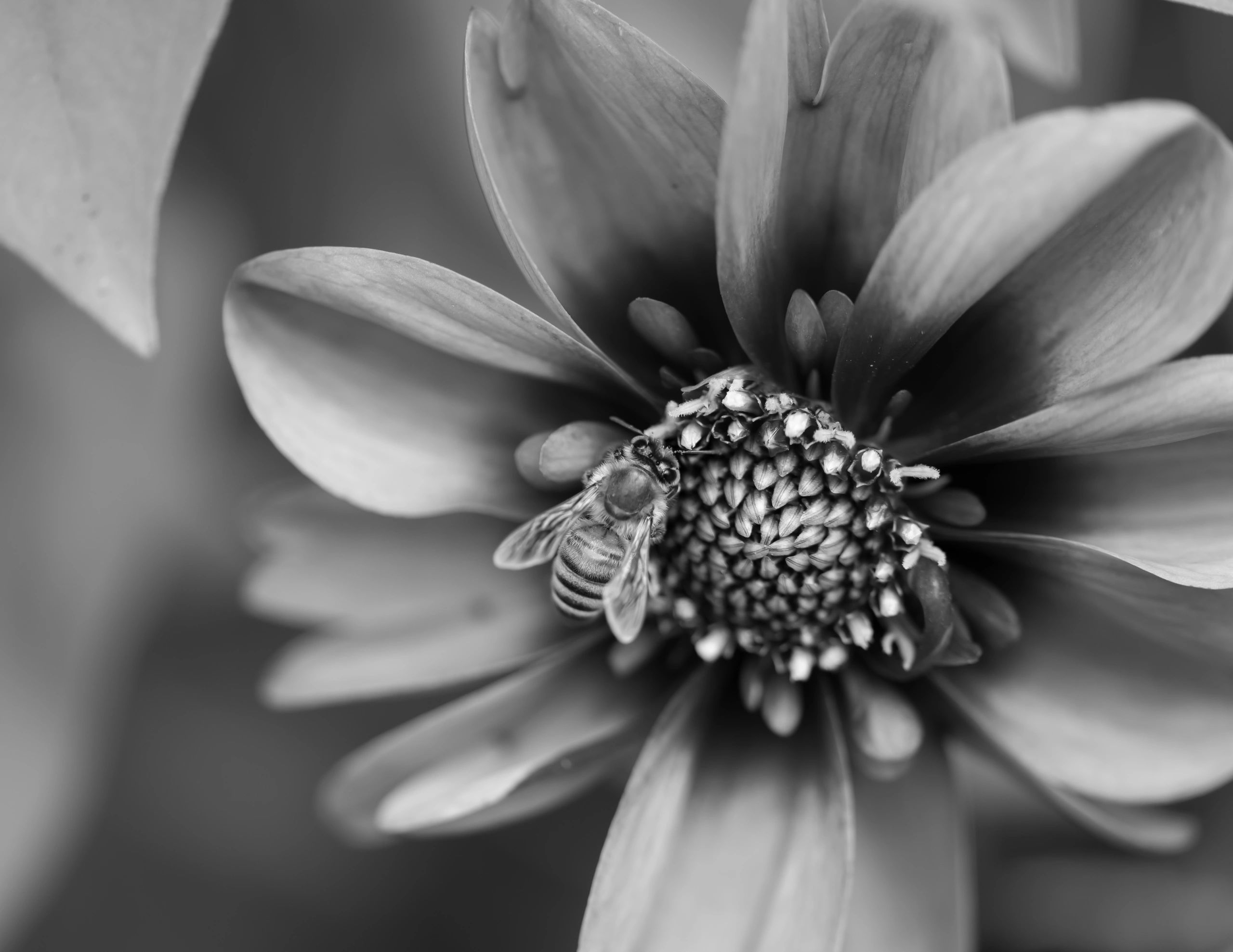 Silent J Fine Art Photography Art, Wall Design